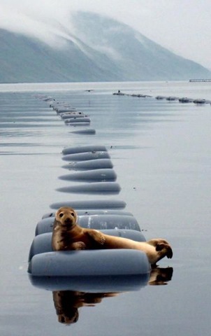 [funny-animals-cute-11%255B2%255D.jpg]