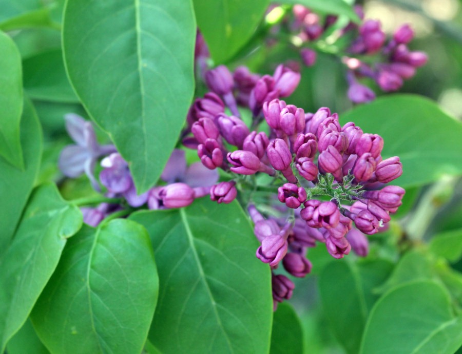 [120406_Syringa-vulgaris%255B7%255D.jpg]
