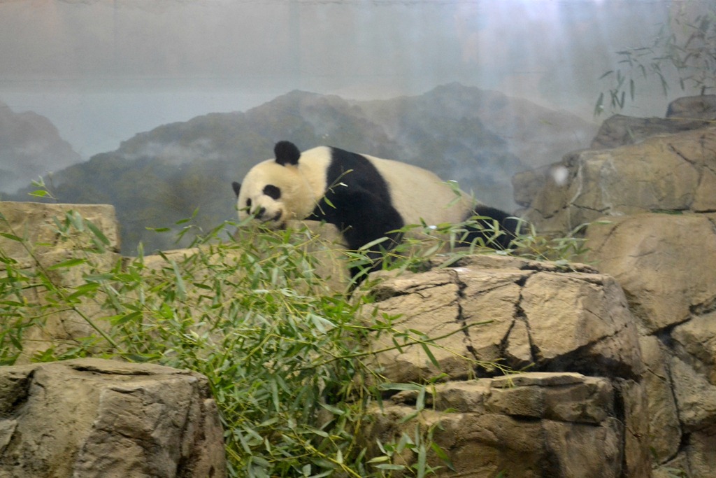 [NationalZoo_4%255B5%255D.jpg]