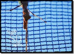 MantisEdited MantisEdited