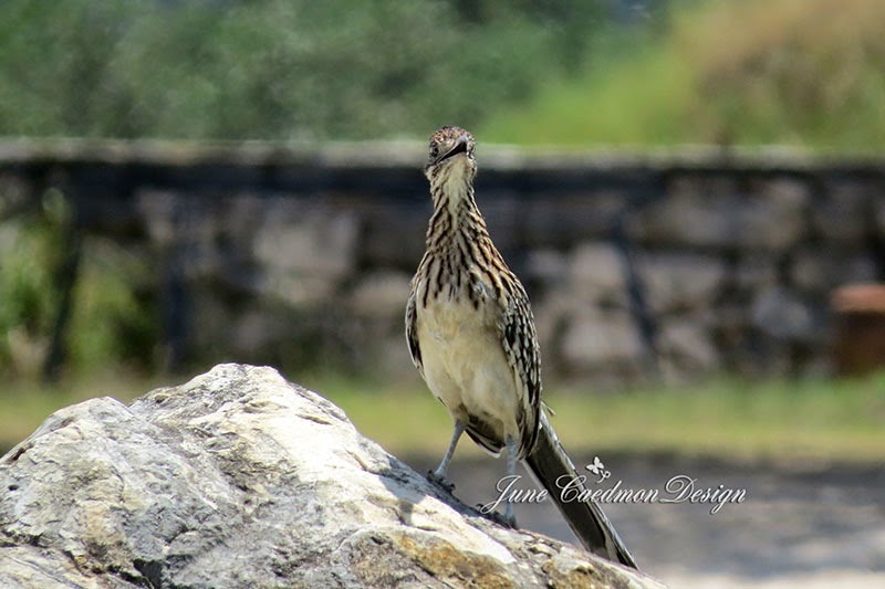[Roadrunner33.jpg]
