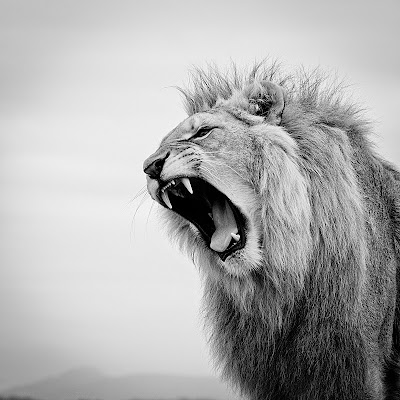 El rey León