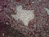 Texas
