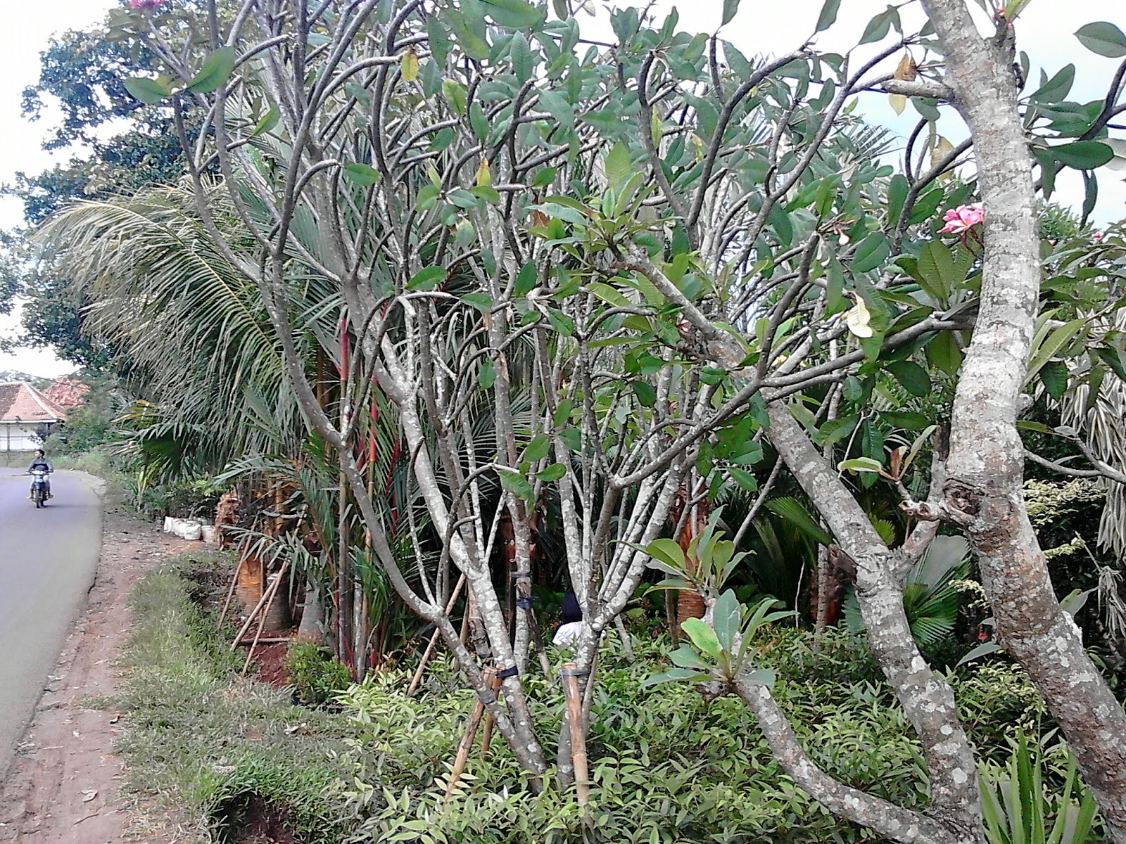 Jual pohon kamboja | pohon pelindung | taman bali | - Tukang Taman