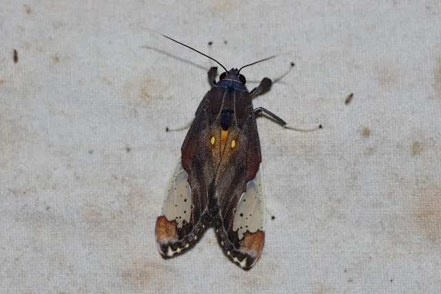 Arctiinae : Phaegopterini : Bertholdia flavidorsata HAMPSON, 1901. Los Cedros, 1400 m, Montagnes de Toisan, Cordillère de La Plata (Imbabura, Équateur), 18 novembre 2013. Photo : J.-M. Gayman