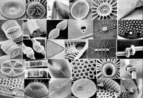 Microorganism Nomenclature
