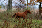 Isadora i hagen oktober 2011