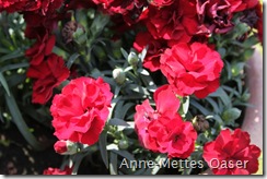 IMG_0486 IMG_0486