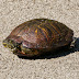 P1030975