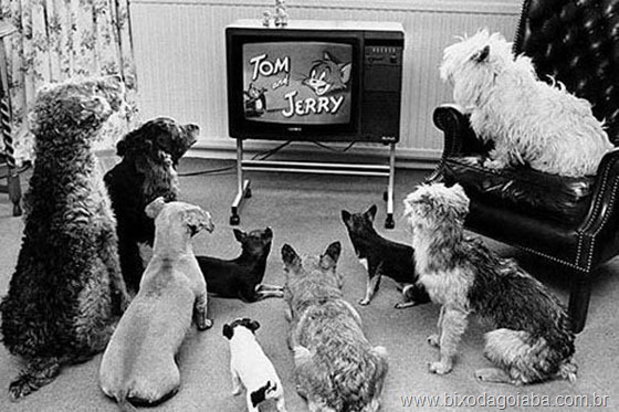 [TV-para-cachorro%255B10%255D.jpg]