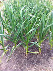 Garlic growing Garlic growing