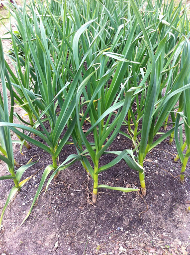 Garlic growing Garlic growing