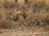 Another lazy lion yawning on the side of the road. Transition to Madagascar - 030.jpg