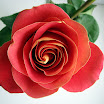 Rose_01156 Edit1.jpg