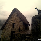 Alpacas inhabit Machu Picchu at the pinacle of the earth.