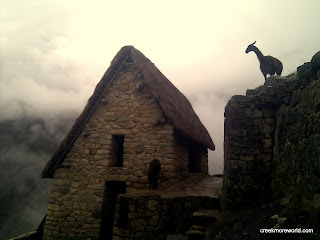 Alpacas inhabit Machu Picchu at the pinacle of the earth.