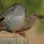 Mourning Doves