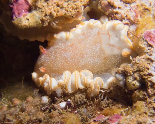 P5203575