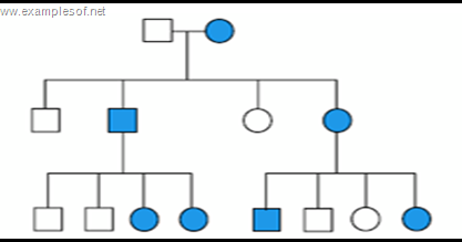 pedigree chart x linked dominant disorders biology exams 4 u linked disorders in humans chart