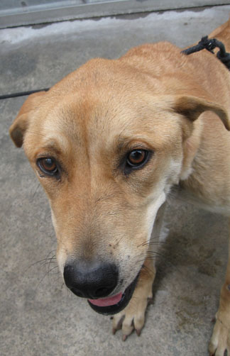 But most people simply do not know of this urgency and do not witness the play by play for each animal as their time is running out and danger is imminent. This sweet but terrified and emaciated pooch has only But most people simply do not know of this urgency and do not witness the play by play for each animal as their time is running out and danger is imminent. This sweet but terrified and emaciated pooch has only
