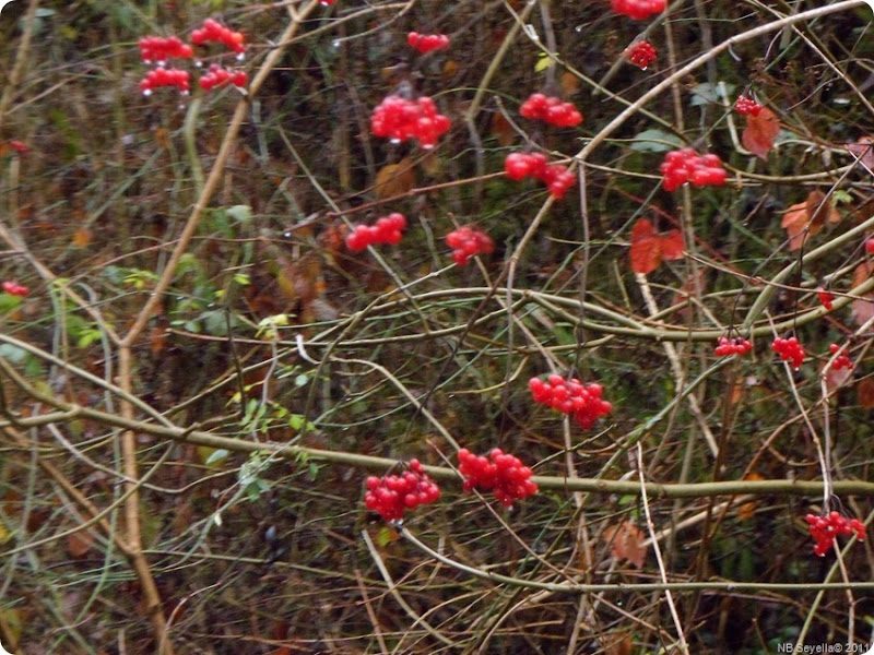 SAM_0020 Rowan Berries