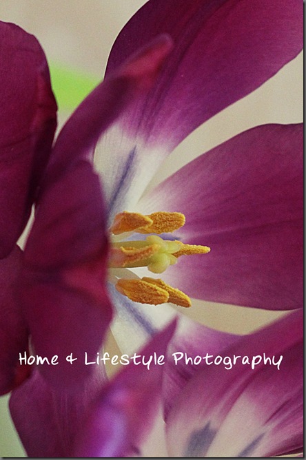 Home & Lifestyle Home & Lifestyle
