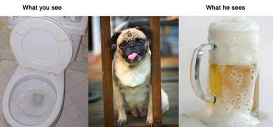[what-you-see-animals-ff5d75%255B2%255D.jpg]