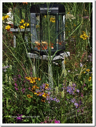 Fiskaroängsblommor Fiskaroängsblommor