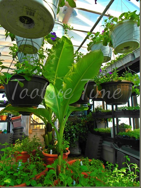 BeFunky_010.jpg BeFunky_010.jpg