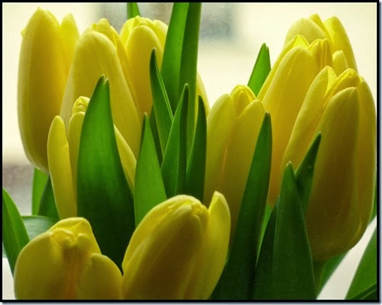 Tulpen Lo Graf von Blickensdorf Tulpen Lo Graf von Blickensdorf