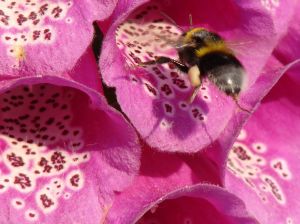 1206613_foxglove_and__a_bee.jpg