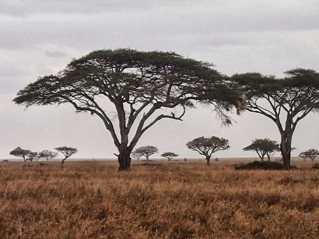 Serengeti 1 070.JPG