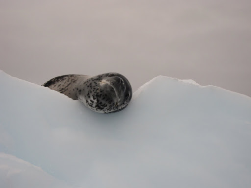 A Leopard Seal checking us out from his perch atop an iceberg.