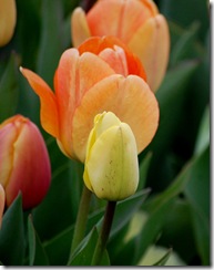 tulips10
