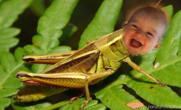 [Bayi%2520Trek-Jawa%255B3%255D.jpg]