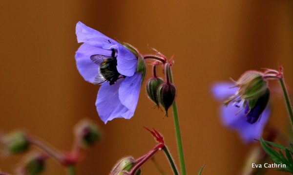IMG 9327 001