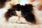 Yes, Francesca, it's true that cats need ample beauty rest and we do like to preen.  But, we also need baths and grooming, just like you stinky dogs!