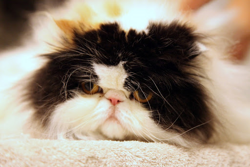 Yes, Francesca, it's true that cats need ample beauty rest and we do like to preen.  But, we also need baths and grooming, just like you stinky dogs!