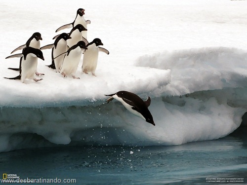wallpapers national geographic desbaratinando (29) wallpapers national geographic desbaratinando (29)