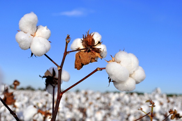 [new%2520farm%2520cotton%25202012%2520%252822%2529%255B3%255D.jpg]