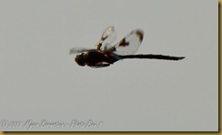 Dragonfly flight D7K_0305 NIKON D7000 July 20, 2011