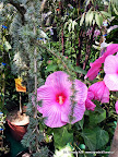 Hibiscus 'Winter Hardy'