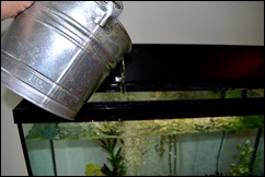 thirsty fish thirsty fish