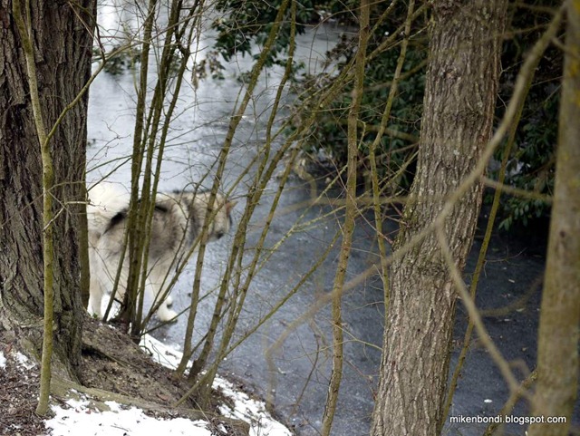 Munson sur la glace