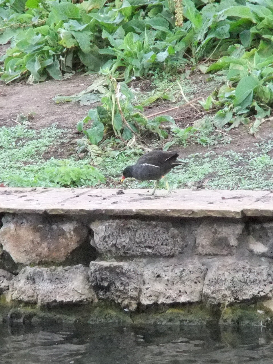 [moorhen%255B5%255D.jpg]