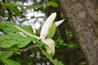 2014 április 26 Kámoni arborétum Magnolia tripetala Ernyős liliomfa (1).jpg