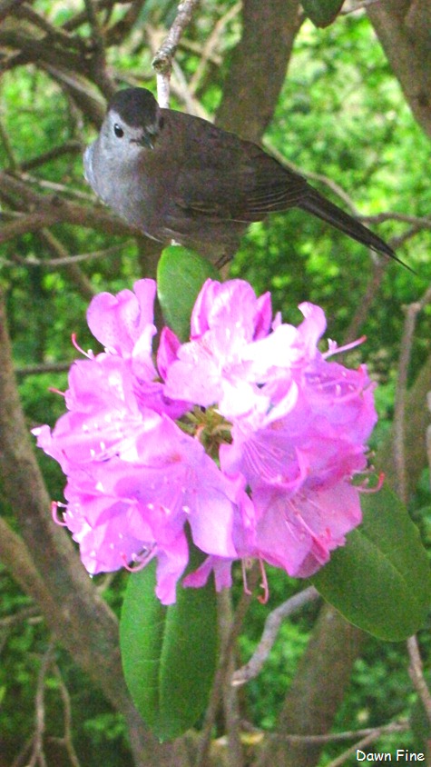 [catbird_012%255B28%255D.jpg]