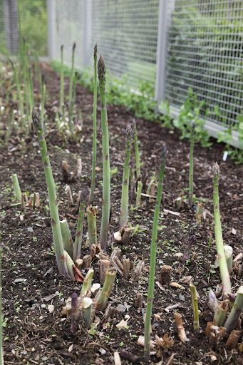Sharkey, did you know that the thickness of asparagus has to do with the age of the plant?  The older the plant, the more shoots will grow from it, as well!