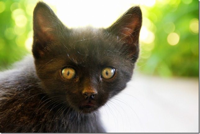Family and Kittens 181