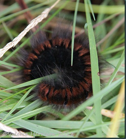 18-fox-moth-caterpillar